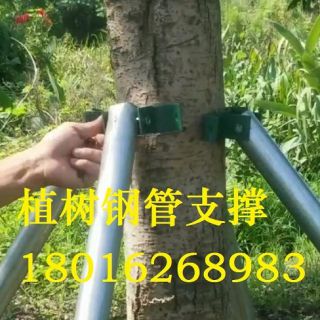 大樹(shù)鋼管支持  防風(fēng)支撐  種樹(shù)抱箍  專(zhuān)業(yè)園林支撐