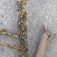 上海園林綠化養(yǎng)護(hù)病蟲害高發(fā)，欒樹多態(tài)芽蟲防治